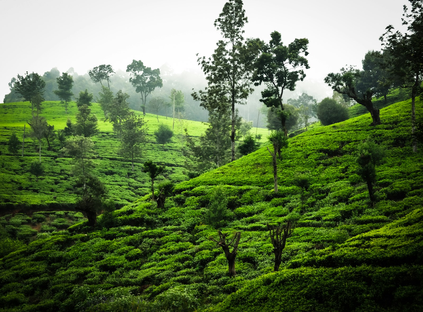Nuwara Eliya, Sri Lanka