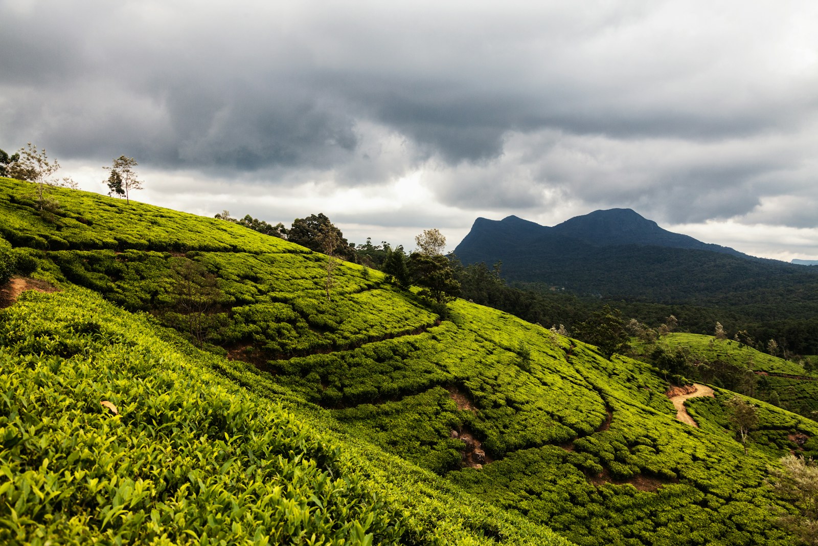 Walk the tea country